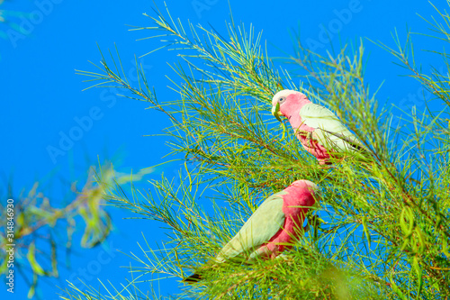 Two Australian Princess Parrot Polytelis alexandrae on a tree branch against the blue sky. Desert Park at Alice Springs near MacDonnell Ranges in Northern Territory, Central Australia. photo