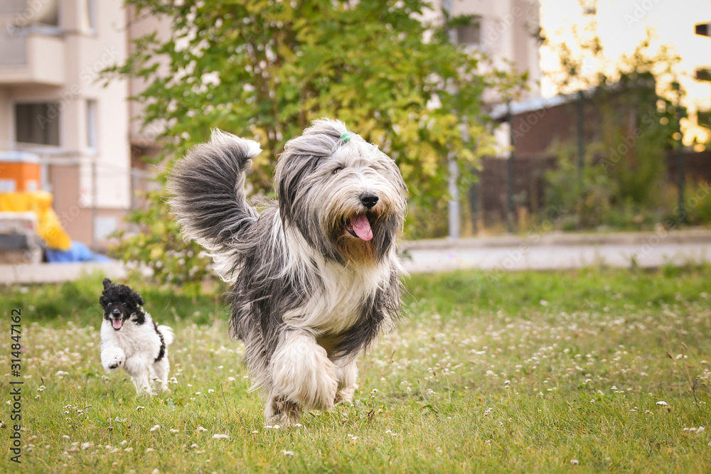 Puppy of poodle and bearded collie are running in the park. They loves free running in nature.