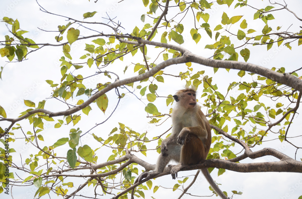 Monkey resting on the tree.