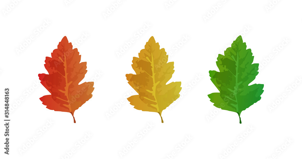 Autumn and summer collection of oak leeves. Oak leaves set Autumn and summer collection of oak leeves. Oak leaves set