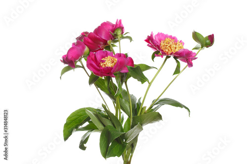 Bouquet of bright pink peonies Isolated on a white background. © ksi