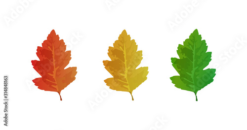 Autumn and summer collection of oak leeves. Oak leaves set