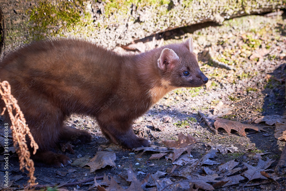 Fototapeta premium European Pine Marten Closeup (Marten Marten) 