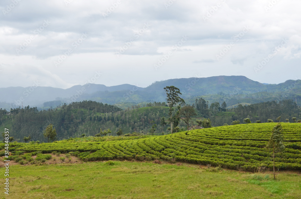 Local Ceylon Tea plantation at Nuwara Eliya, Sri lanka.