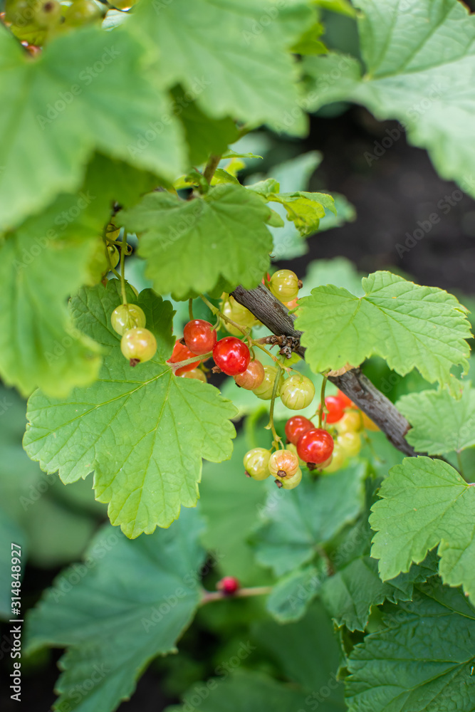 Redcurrant berries growing in the kitchen garden Redcurrant berries growing in the kitchen garden