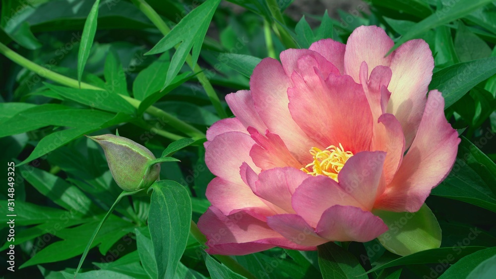 pink flower pink flower