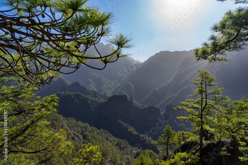 La Palma: Wanderung im Nationalpark Caldera de Taburiente - Kiefern im Gegenlicht
