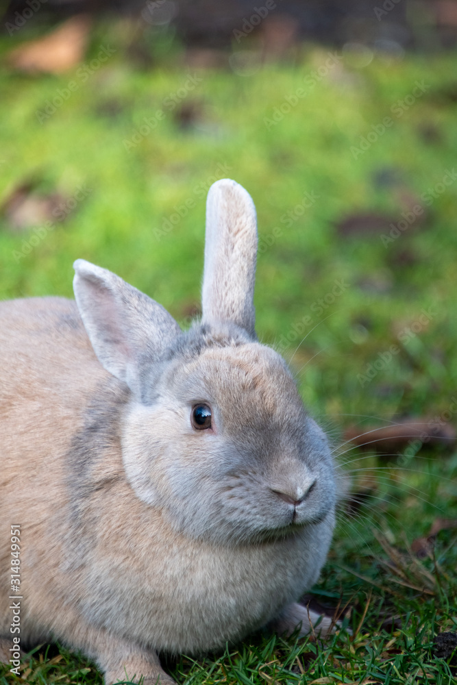 A closeup of Rabbit on the ground. Richmond BC Canada A closeup of Rabbit on the ground. Richmond BC Canada