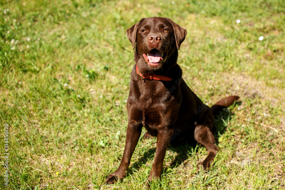 Handsome young chocolate labrador retriever sitting in grass Handsome young chocolate labrador retriever sitting in grass