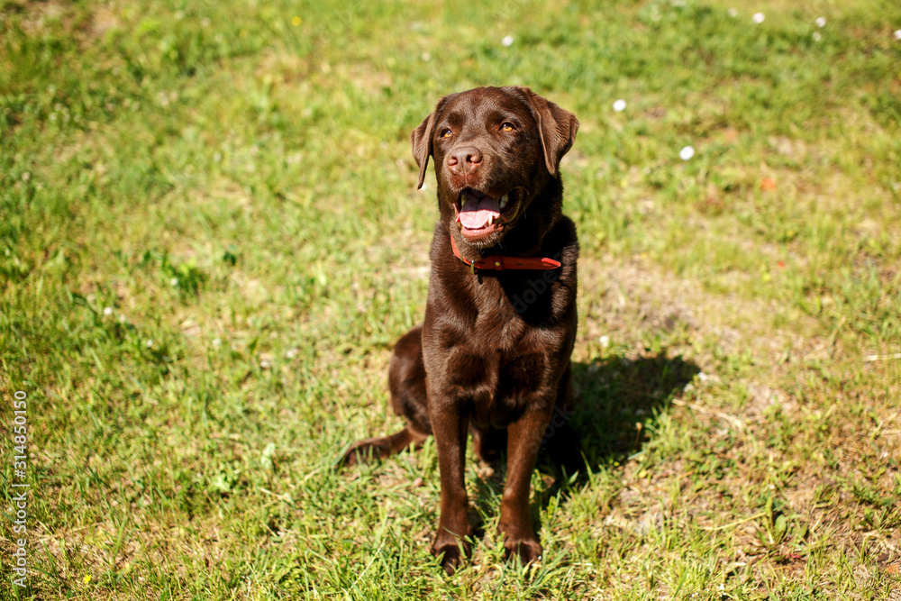 Handsome young chocolate labrador retriever sitting in grass Handsome young chocolate labrador retriever sitting in grass