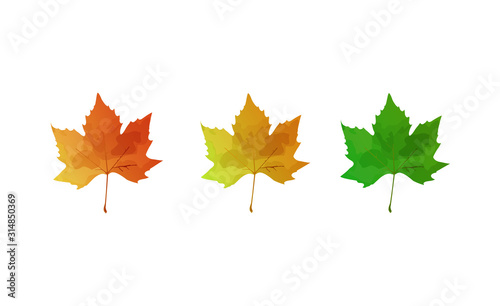 Set of autumn and summer maple leaves. Maple leaves collection in vector
