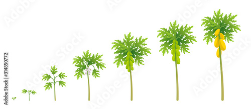 Papaya plant growth stages. Papaw development stage. Harvest Carica animation progression. Ripening period vector infographic.
