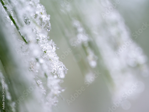 Detail of frozen branch of conifer tree in winter background © sleepyhobbit