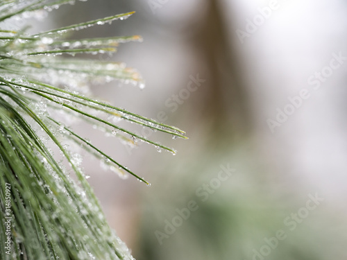 Detail of frozen branch of conifer tree in winter background