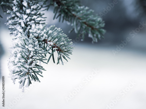 Detail of frozen branch of conifer tree in winter background