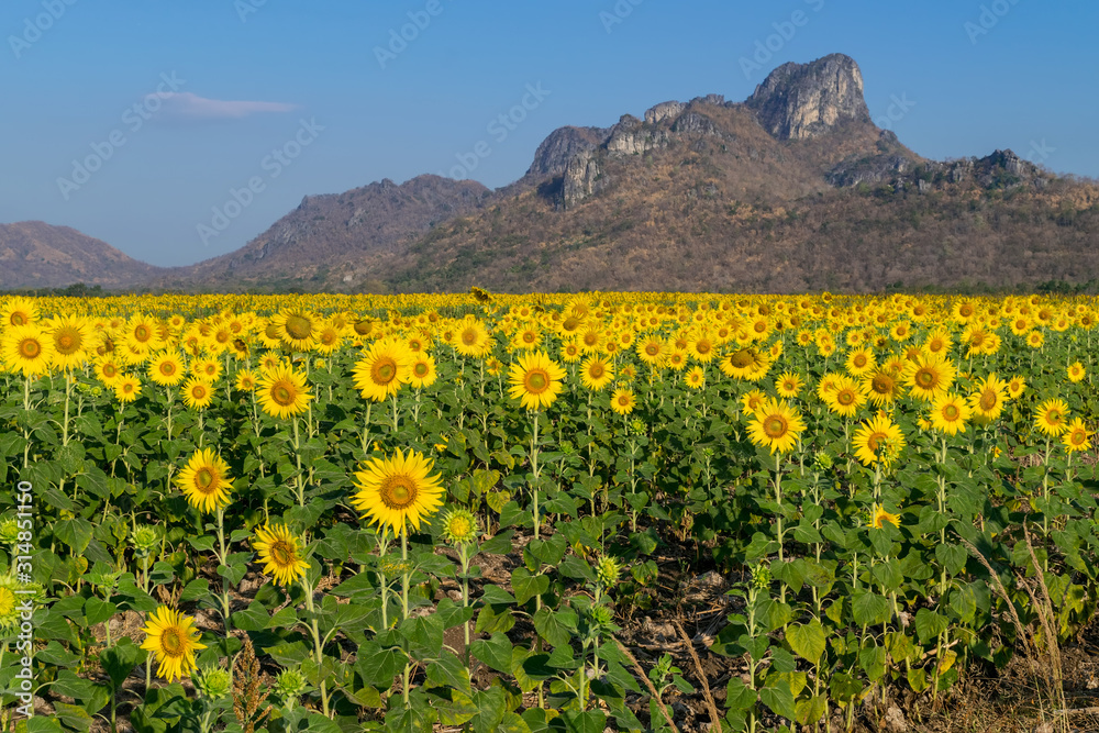 Sunflower field with mountain background.
