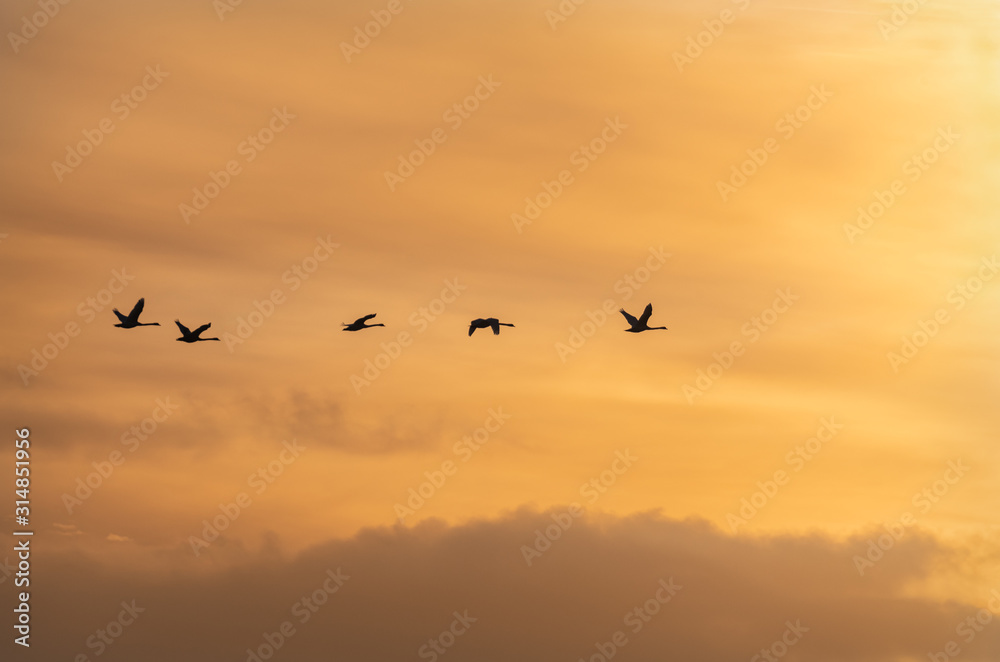Flying Swan Silhouettes at Sunrise