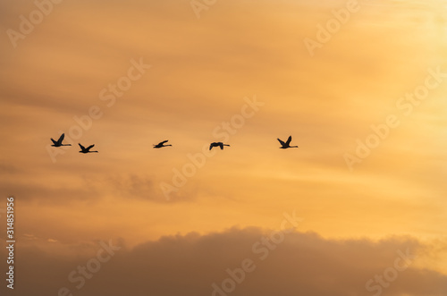 Flying Swan Silhouettes at Sunrise