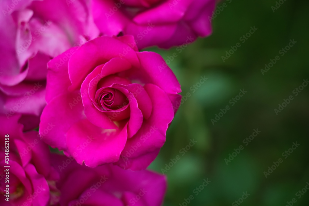 Nature Border of fresh pink flowers roses Nature Border of fresh pink flowers roses