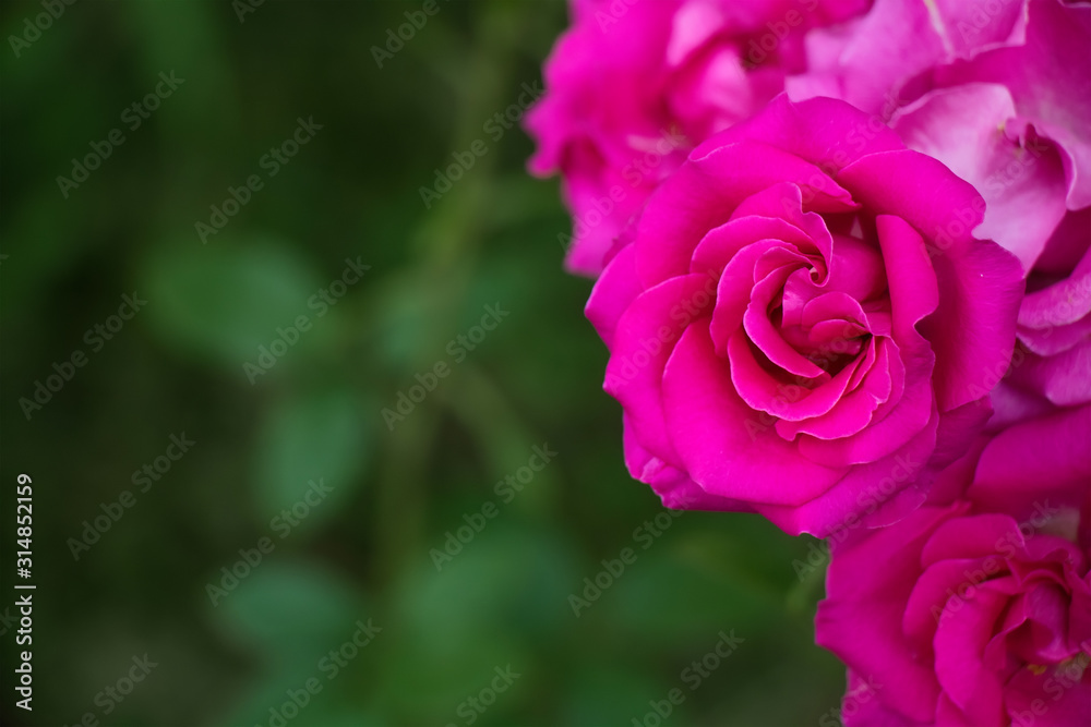 Nature background with bright pink flowers roses