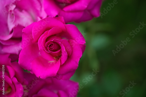 Nature Border of fresh pink flowers roses