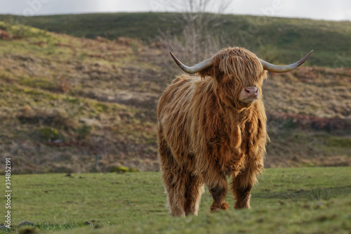 Vache highland © Olympixel
