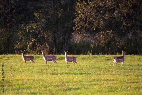 Beautiful roe deer looking into the distance of the meadow+