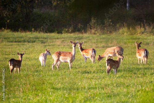 A herd of roe deer grazes in a meadow near the fores