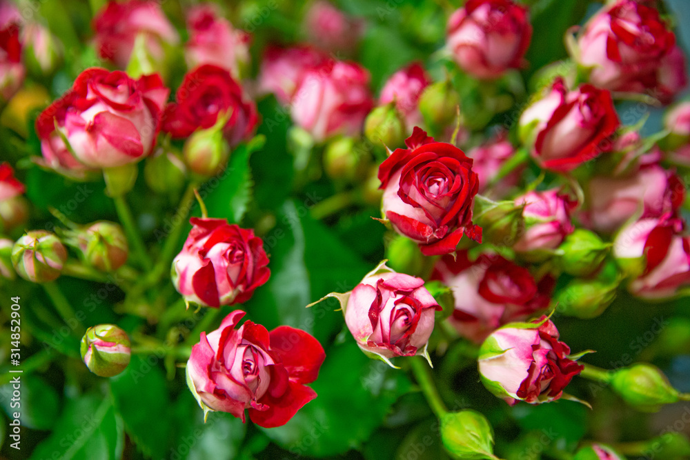 Beautiful little red roses bouquet, close up. Beautiful little red roses bouquet, close up.