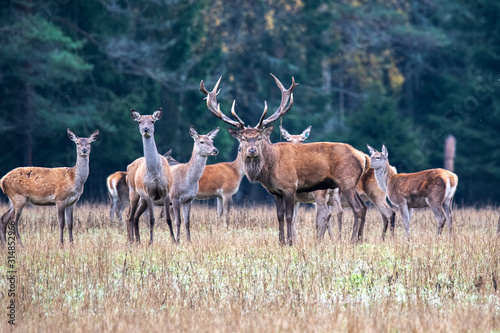 The deer leader protects his herd from rivals. Autumn fall rut deer.