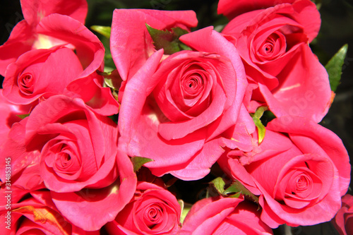 Rose rosa. Primo piano di un mazzo di rose di colore rosa.