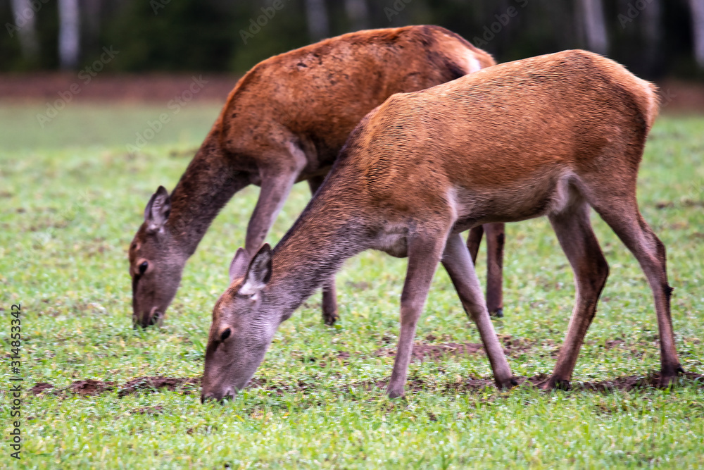 Fototapeta premium Two girlfriends deer graze in the meadow