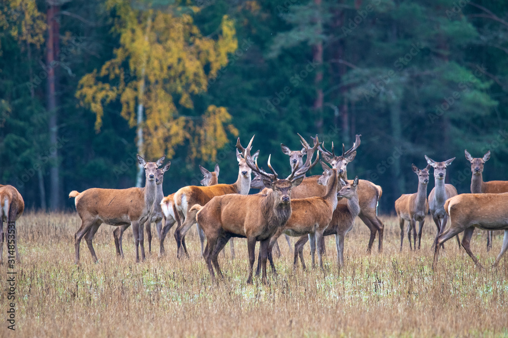 Autumn idyll. A large herd of deer looks warily into the distance Autumn idyll. A large herd of deer looks warily into the distance