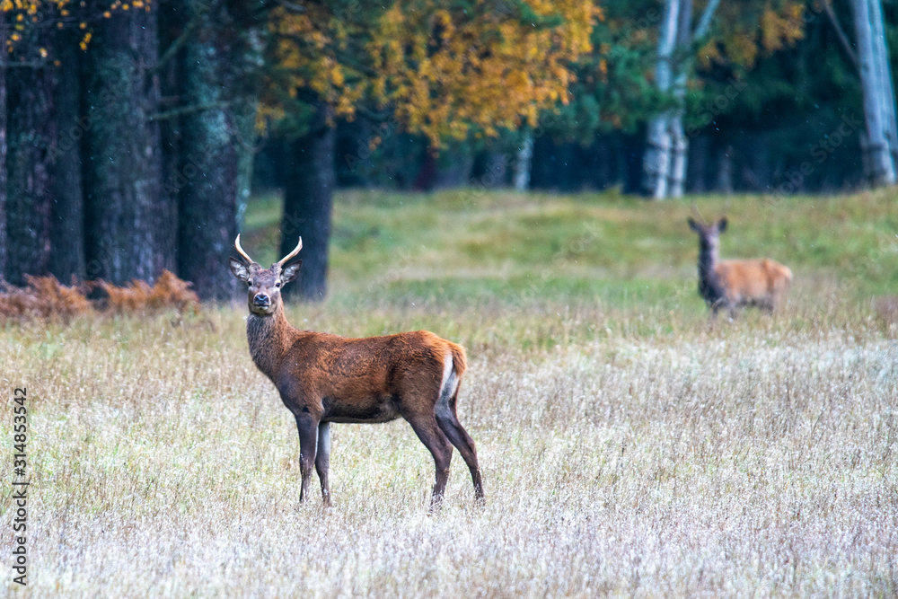 Autumn. A young handsome deer looks into the distance of the forest and searches for his girlfriend. Autumn. A young handsome deer looks into the distance of the forest and searches for his girlfriend.