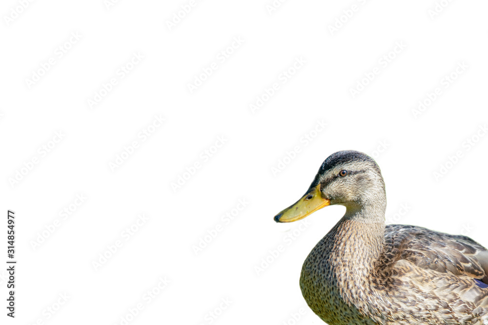 duck on white background duck on white background