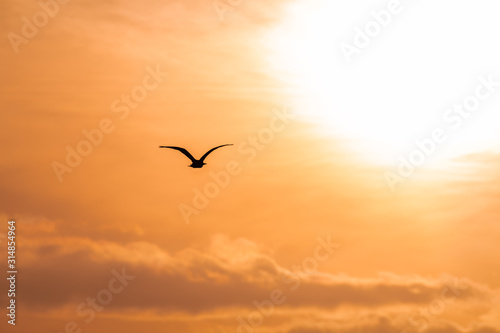 Bird Silhouette flying towards the rising sun at dawn