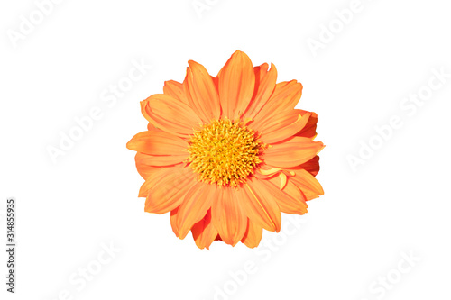 Chrysanthemum flower orange on a white isolated background