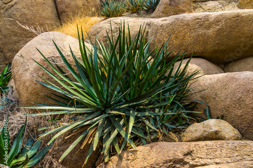 closeup of a agave sisalana plant, known as sisal in mexico, Popular tropical plant specie photo