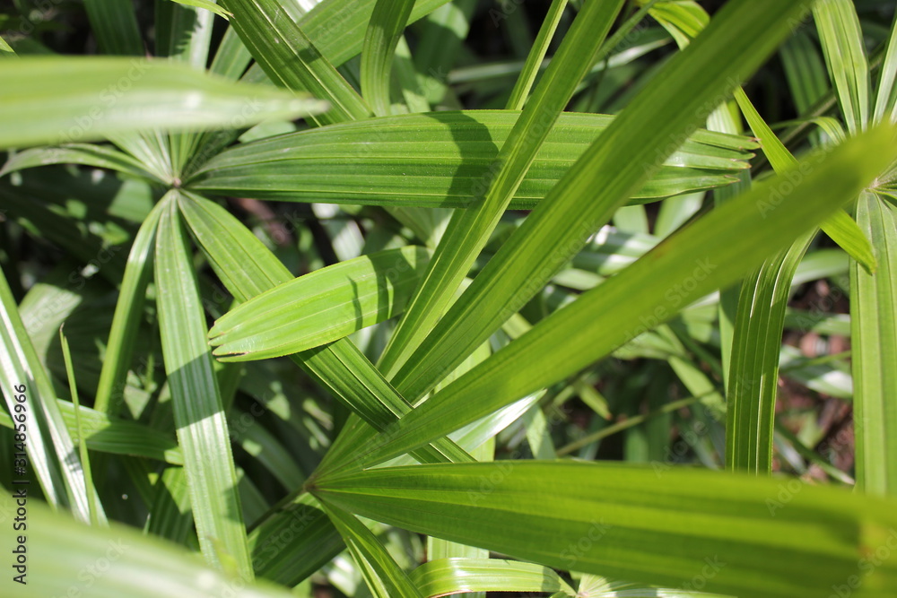 Criss cross pattern of green palm leaves. Criss cross pattern of green palm leaves.