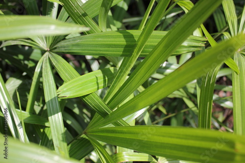 Criss cross pattern of green palm leaves.