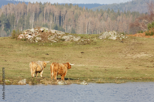 Vache highland © Olympixel