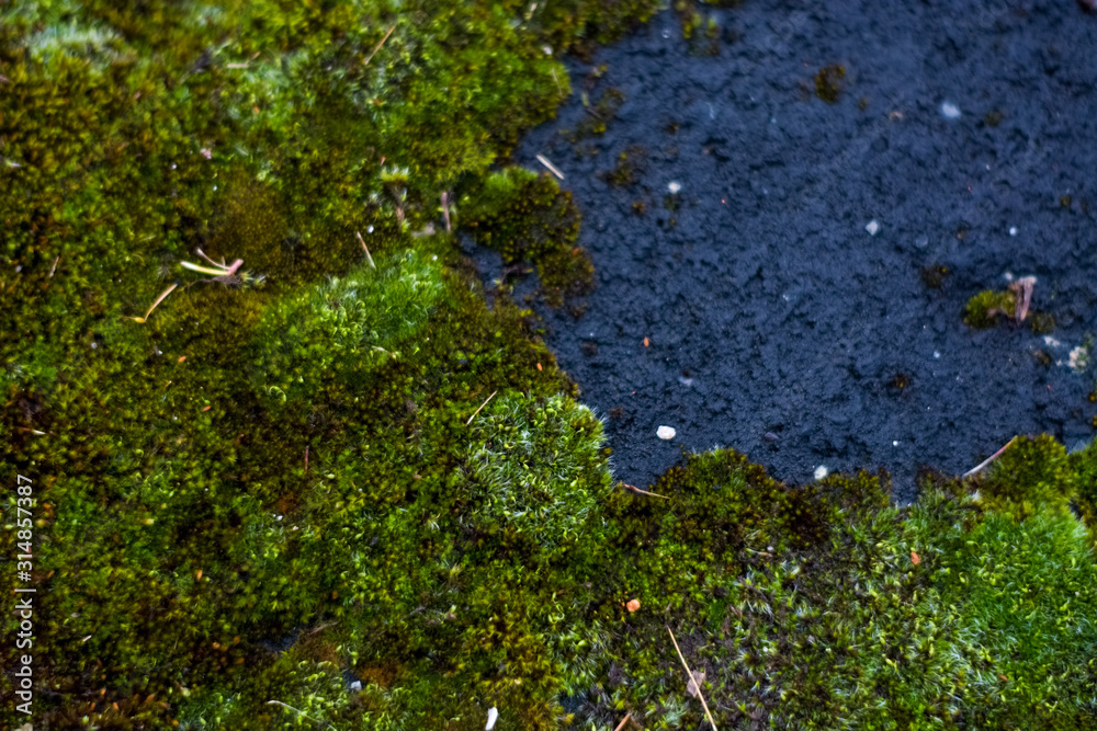 Background or texture of stone and green moss with white spots. Facade of the old building. Plant. Flora.