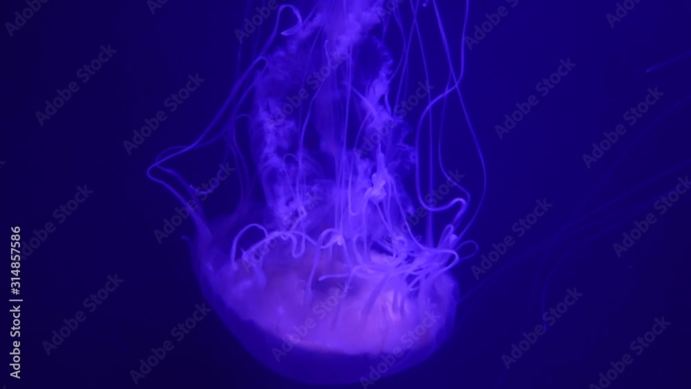 Hipnóticas medusas