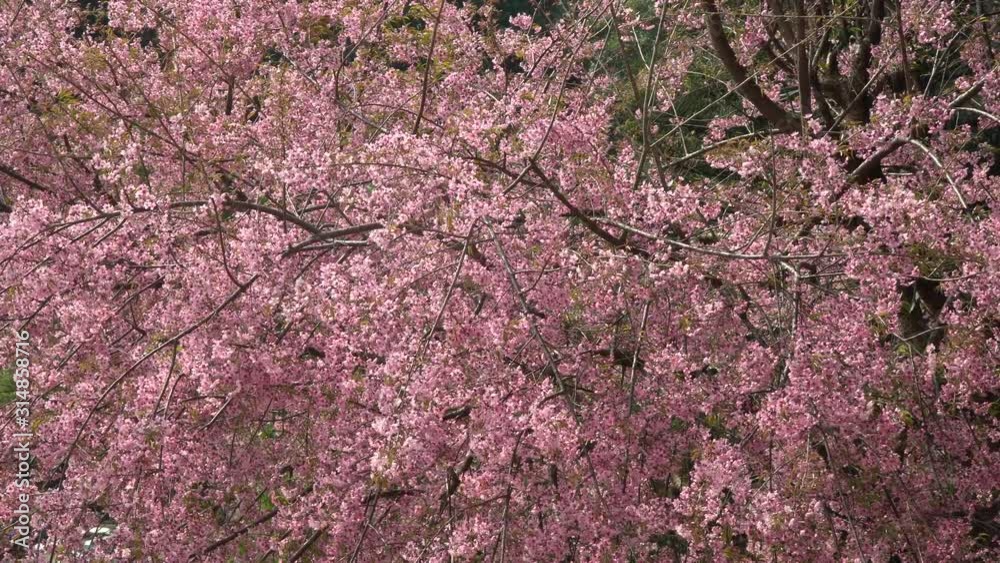 Pink Japanese cherry blossom blooming in Thailand in January Pink Japanese cherry blossom blooming in Thailand in January