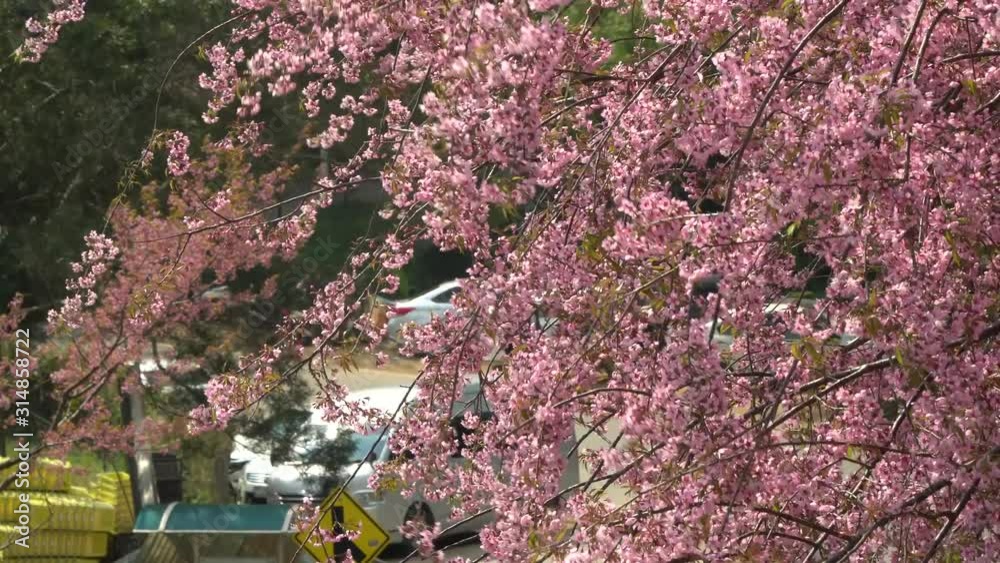Pink Japanese cherry blossom blooming in Thailand in January Pink Japanese cherry blossom blooming in Thailand in January