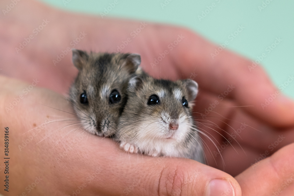 Closeup of two small funny miniature jungar hamsters sitting on a woman's hands. Fluffy and cute Dzhungar rats at home.