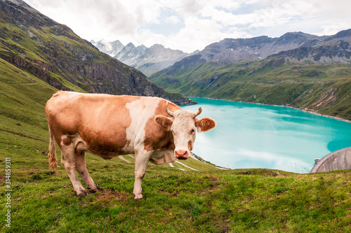 Cow standing up looking at camera near reservoir Lac de Moiry high up in the Pennine Alps. Grimentz, Valais, Switzerland, Europe photo