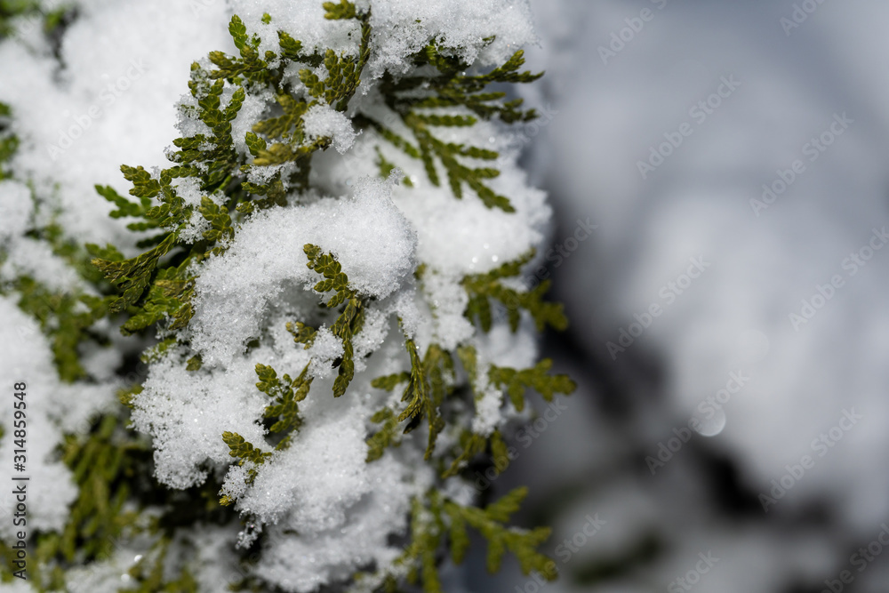 snow covered bushes in a winter park close-up