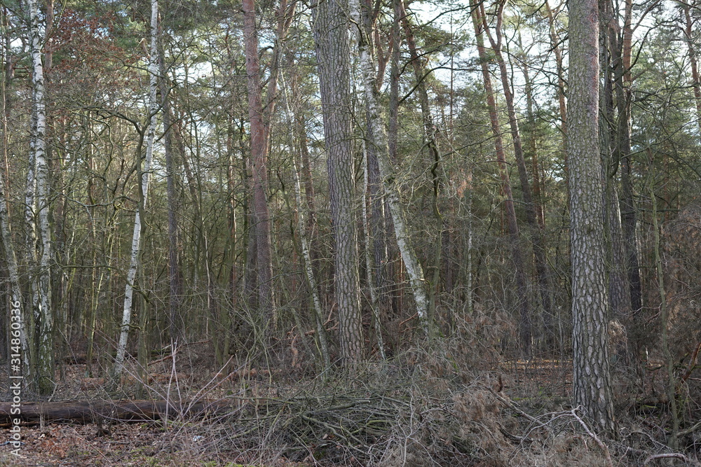 Obraz premium Stimmungsvolle Waldlandschaft mit Nadelbäumen und Laubbäumen