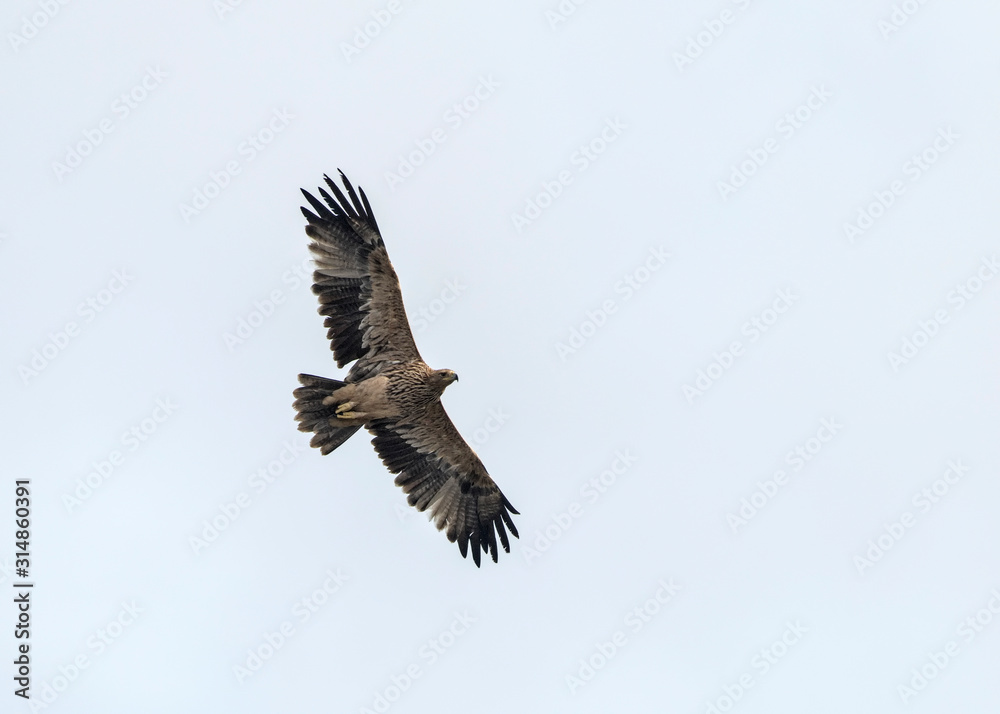 Imperial Eagle (Aquila heliaca), Crete Imperial Eagle (Aquila heliaca), Crete